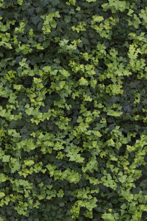 Nicht nur optisch stehen sie im unmittelbaren Bezug zur Natur: Bei Sonneneinstrahlung können die Platten der Kollektion Greentech dank der «Bios Self Cleaning»-Technologie in der Luft befindliche Schadstoffe vermindern. Der Schmutz auf der Oberfläche wird zersetzt und durch Regenwasser abgespült. Casalgrande Padana.