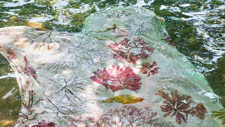 Lokal floral – Pflanzen im Raum