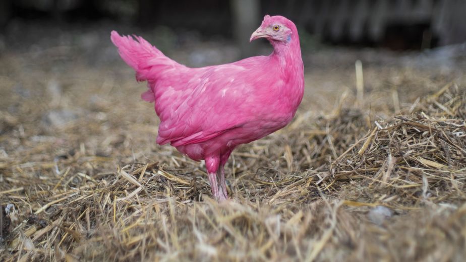 Young Swedish Design