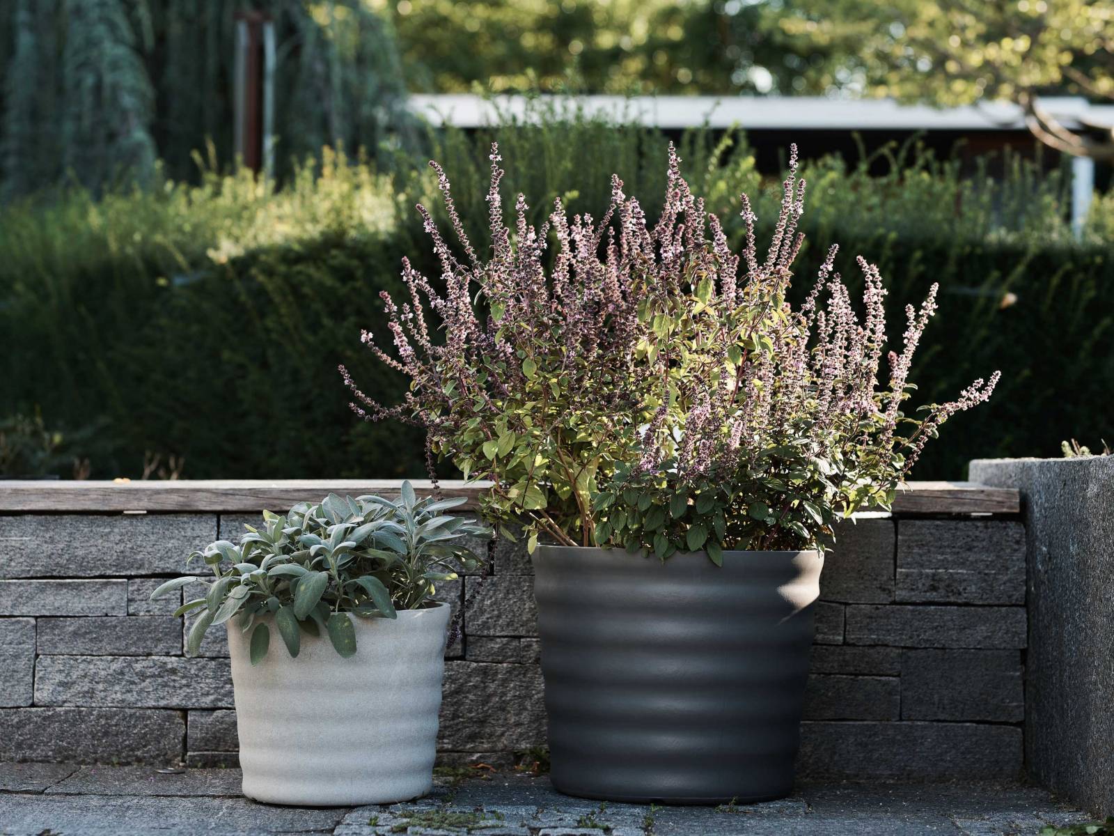 Die Pflanzgefässfamilie «Maia» des Designers Michel Charlot bekommt Zuwachs. Die neue und zugleich kleinste Version der Kollektion ist 30 cm hoch und wird wie ihre grösseren Geschwister von Hand aus Faserzement gefertigt. So wird jedes Gefäss zum Unikat. SWISSPEARL.