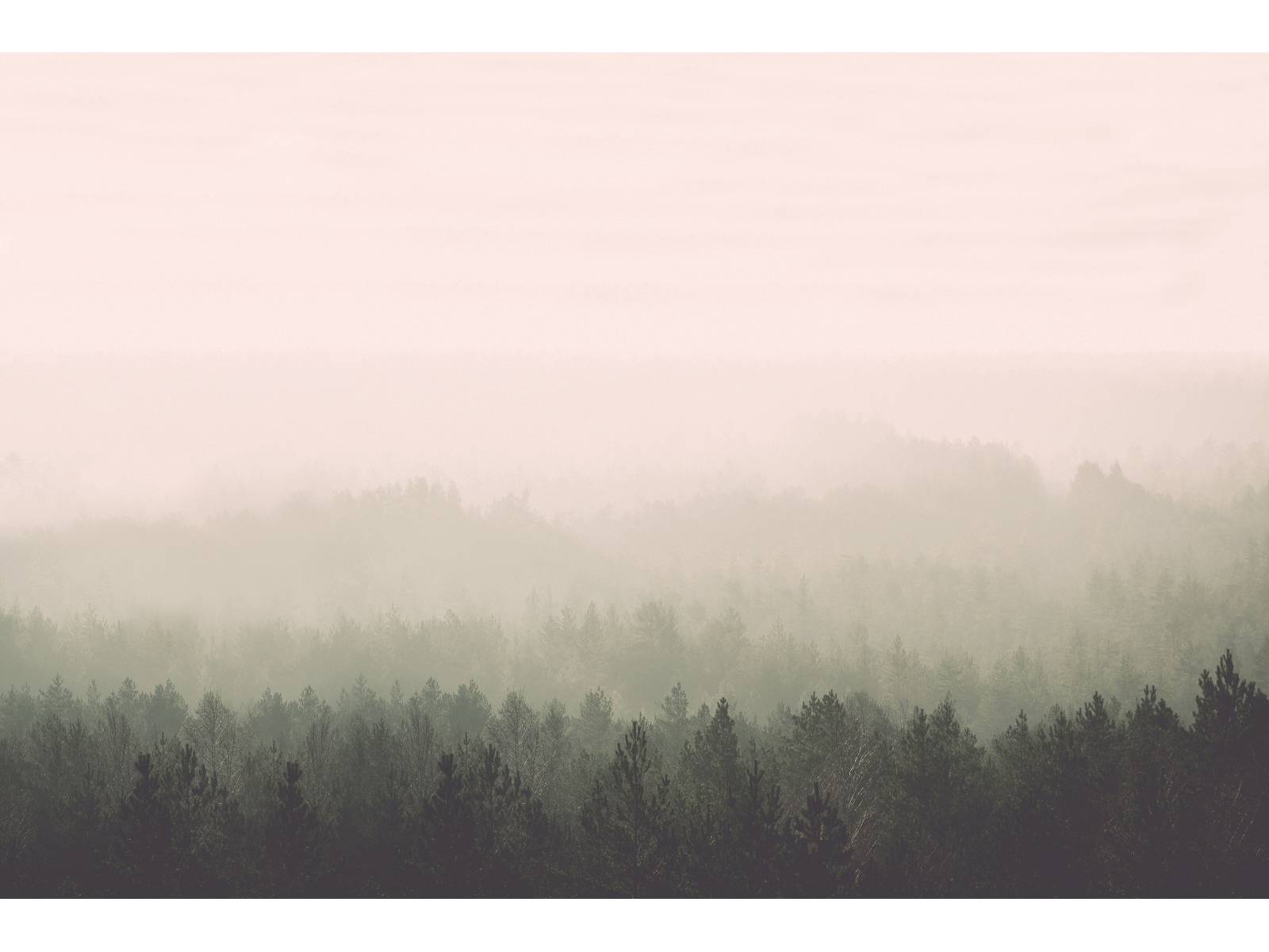 Die Romantik des Herbstes präsentiert sich auf ihre schönste Weise in diesem nebeldurchzogenen Wald, der nach Mass auf Digitaltapete gedruckt wird. Feathr.